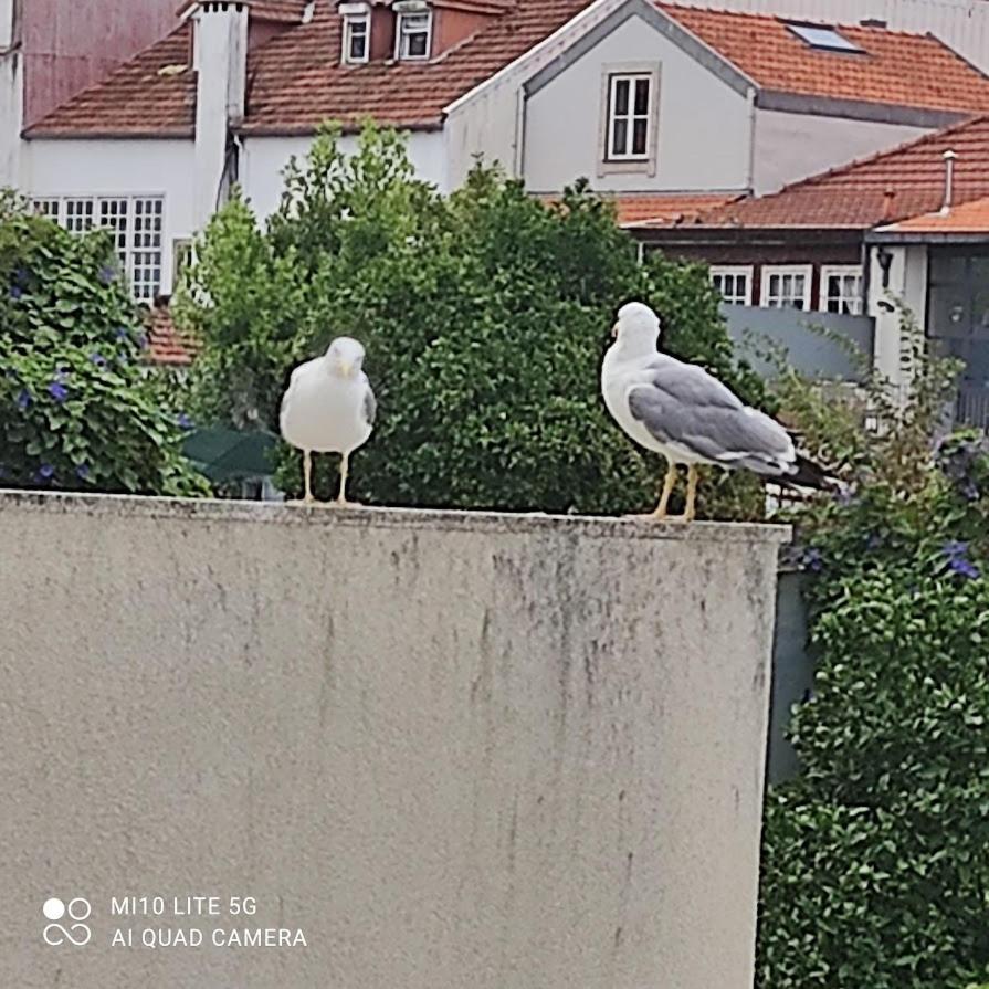 Porto Garden Yard Apartment מראה חיצוני תמונה